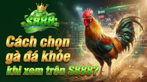 Cách chọn gà đá khỏe khi xem trên S888