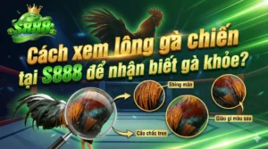 Cách xem lông gà chiến tại S888 để nhận biết gà khỏe
