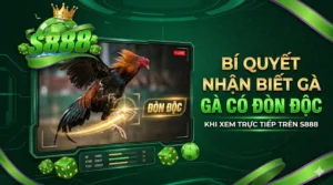 Bí quyết nhận biết gà có đòn độc khi xem S888