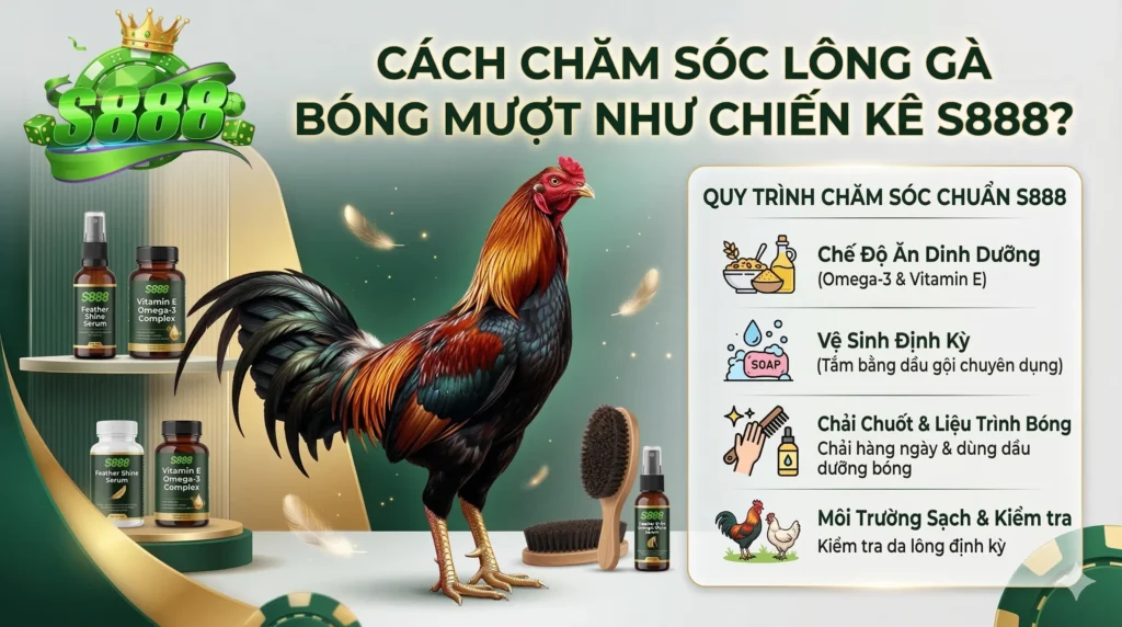 Cách chăm sóc lông gà bóng mượt như chiến kê S888