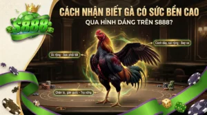 Cách nhận biết gà có sức bền cao qua hình dáng trên S888
