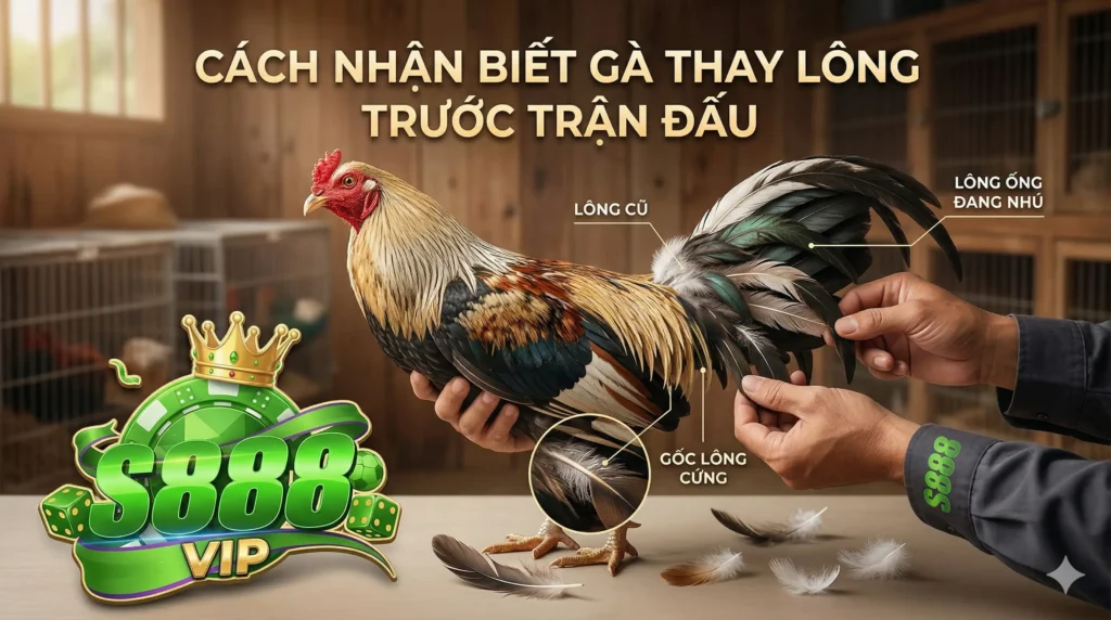 Cách nhận biết gà thay lông trước trận đấu tại S888