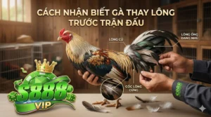 Cách nhận biết gà thay lông trước trận đấu tại S888