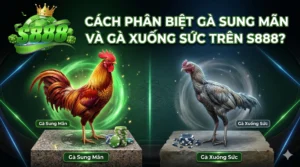 Cách phân biệt gà sung mãn và gà xuống sức trên S888