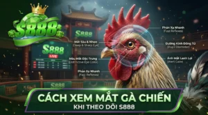 Cách xem mắt gà chiến khi theo dõi S888