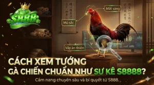 Cách xem tướng gà chiến chuẩn như sư kê S888
