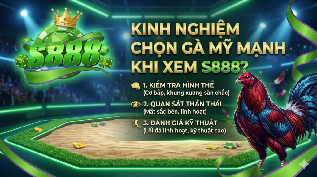 Kinh nghiệm chọn gà Mỹ mạnh khi xem S888
