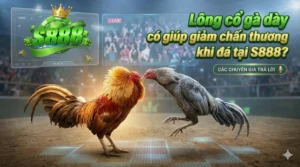 Lông cổ gà dày có giúp giảm chấn thương khi đá tại S888?