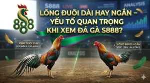 Lông đuôi dài hay ngắn – yếu tố quan trọng khi xem đá gà S888