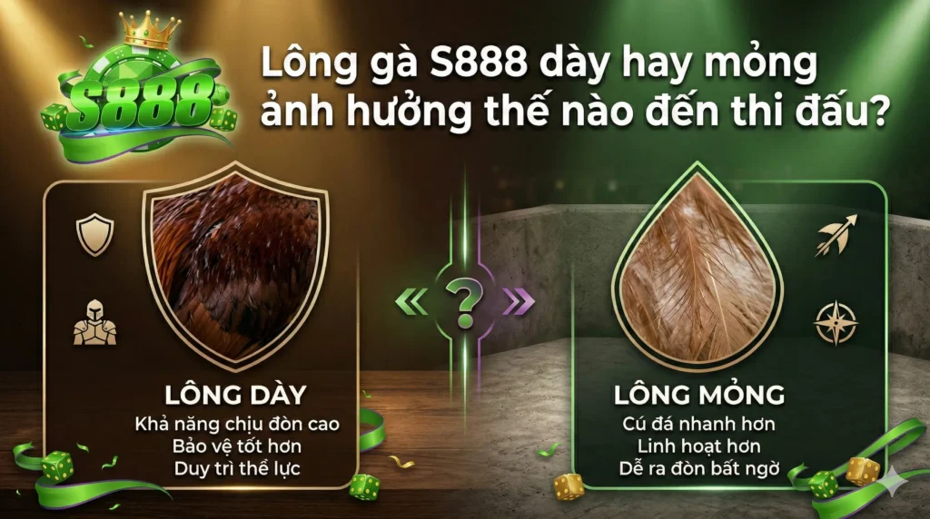 Lông gà S888 dày hay mỏng ảnh hưởng thế nào đến thi đấu?