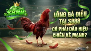 Lông gà điều tại S888 có phải dấu hiệu chiến kê mạnh?