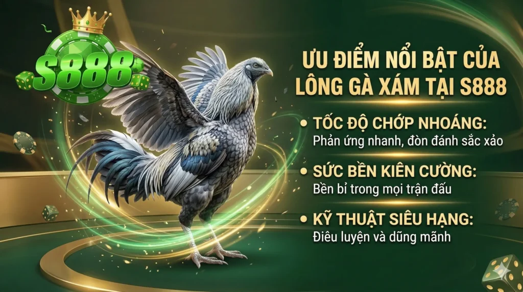 Lông gà xám tại S888 có ưu điểm gì nổi bật?