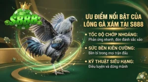 Lông gà xám tại S888 có ưu điểm gì nổi bật?