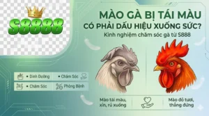 Mào gà bị tái màu có phải dấu hiệu xuống sức? Kinh nghiệm từ S888
