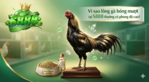 Vì sao lông gà bóng mượt tại S888 thường có phong độ cao?