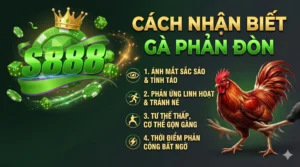 Cách nhận biết gà có khả năng phản đòn khi xem S888