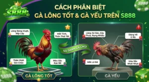 Cách phân biệt gà có lông tốt và gà yếu khi xem trên S888