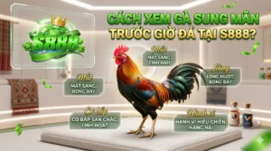 Cách xem gà sung mãn trước giờ đá tại S888