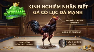 Kinh nghiệm nhận biết gà có lực đá mạnh trên S888