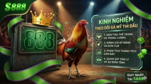 Kinh nghiệm theo dõi gà Mỹ thi đấu tại S888