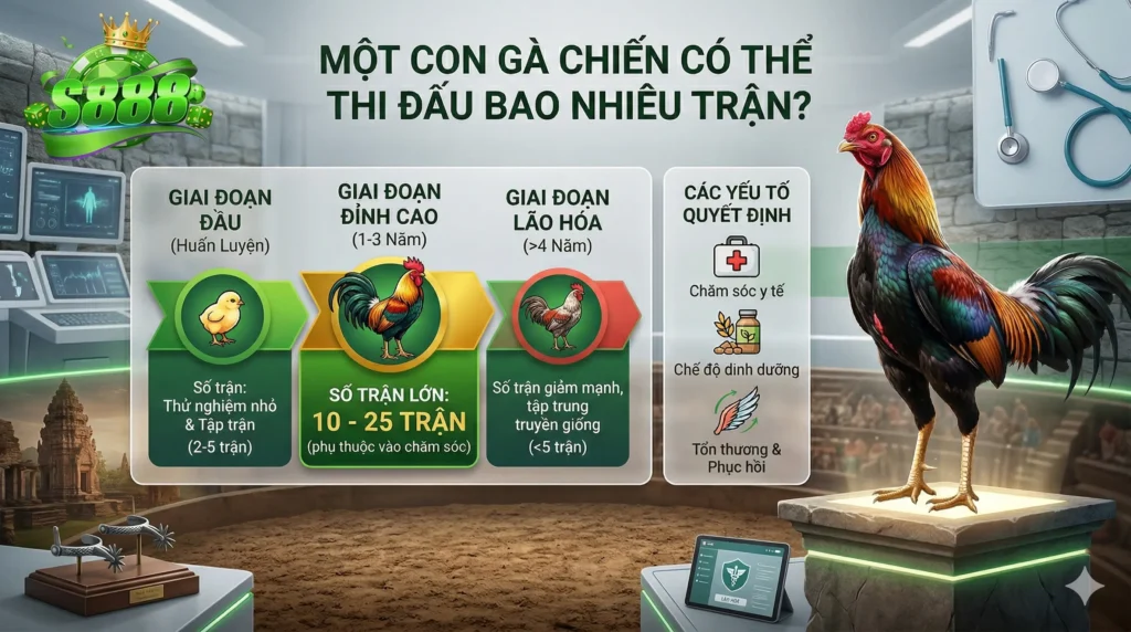 Một con gà chiến có thể thi đấu bao nhiêu trận?