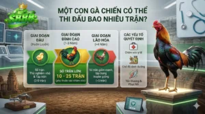 Một con gà chiến có thể thi đấu bao nhiêu trận?