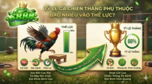Tỷ lệ gà chiến thắng phụ thuộc bao nhiêu vào thể lực?